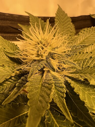 Growreport Bild 4