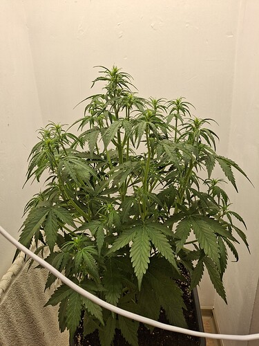 Growreport Bild 82