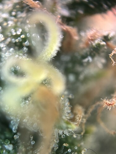 Growreport Bild 39
