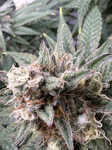 Growreport Bild 18