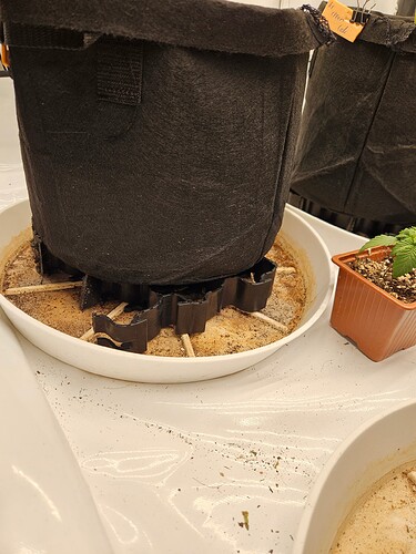 Growreport Bild 9
