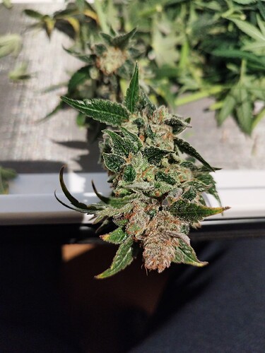 Growreport Bild 39