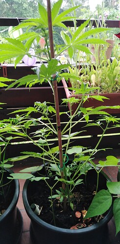 Growreport Bild 1
