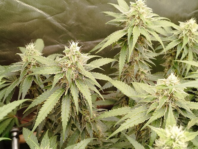 Mehrere blühende Cannabispflanzen mit dichten Blütenständen und breiten, grünen Blättern.