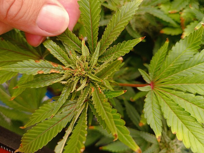 Growreport Bild 1