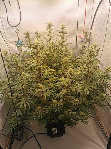 Growreport Bild 5