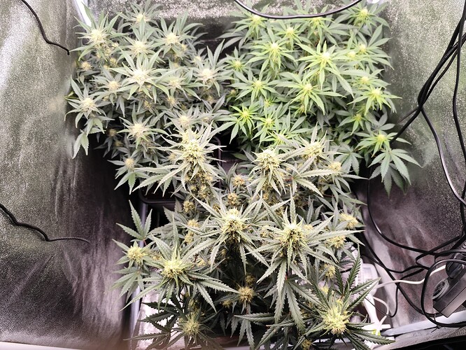 Growreport Bild 5