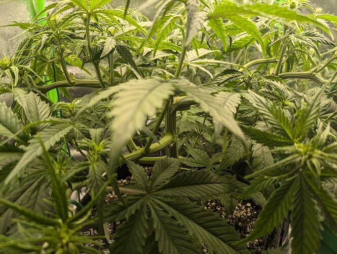 Growreport Bild 39