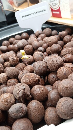 Growreport Bild 16