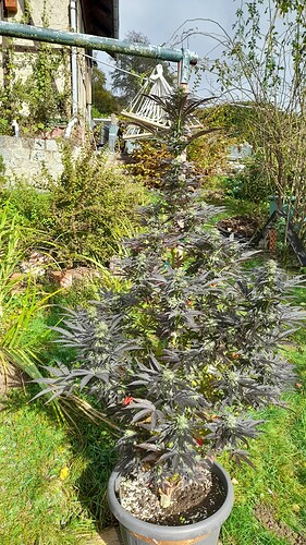Growreport Bild 4
