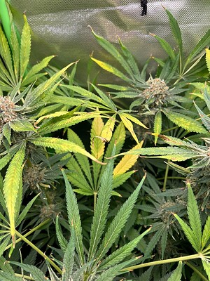 Growreport Bild 1