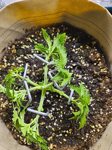 Growreport Bild 32