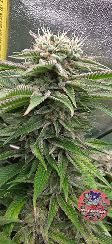 Growreport Bild 32