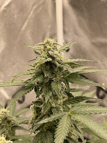 Growreport Bild 5