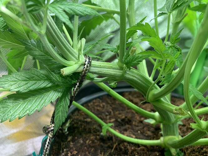Growreport Bild 5