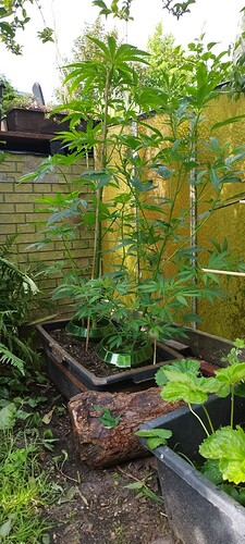 Growreport Bild 24