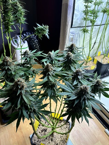 Growreport Bild 81