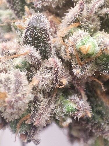 Growreport Bild 13