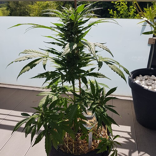 Growreport Bild 1