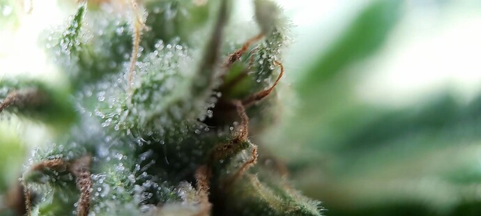 Growreport Bild 7