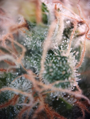 IMG_20250306_203756 - Kopie