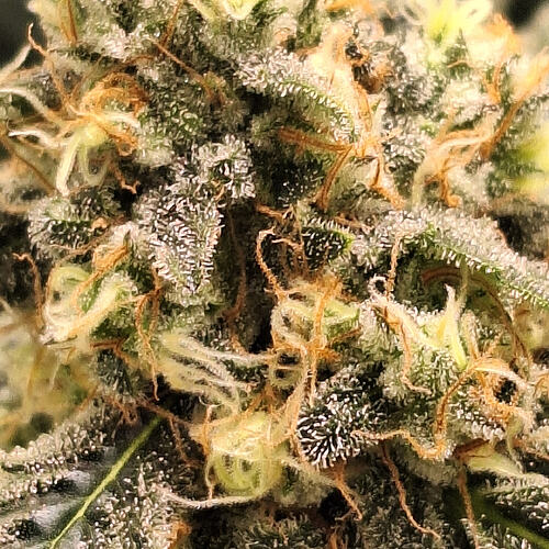 Growreport Bild 3