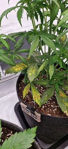 Growreport Bild 4