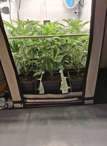 Growreport Bild 2