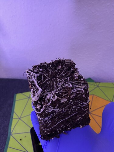 Growreport Bild 11