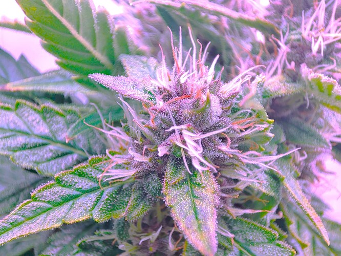 Growreport Bild 29