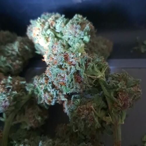 Growreport Bild 49
