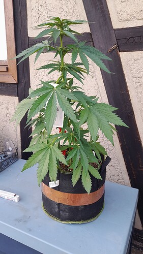 Growreport Bild 27