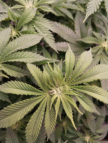 IMG_20250117_205654 - Kopie