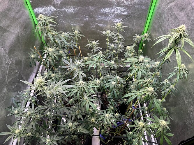 Growreport Bild 14