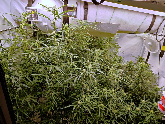 Growreport Bild 7