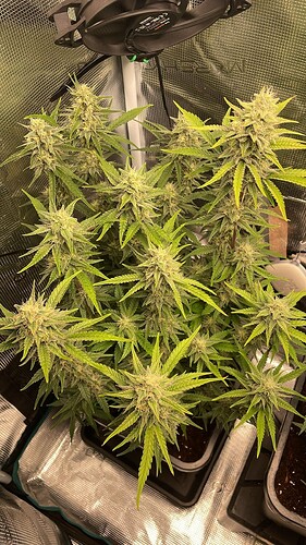 Growreport Bild 1