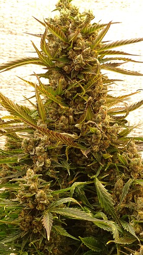 Growreport Bild 26