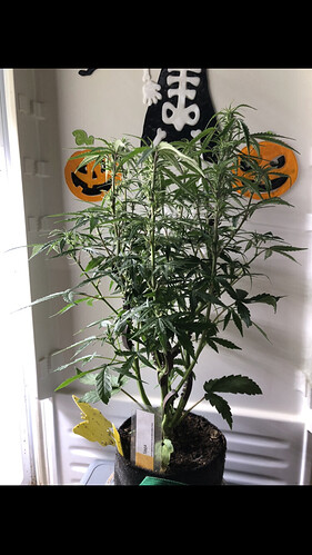 Growreport Bild 34