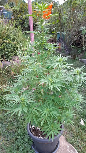Growreport Bild 6