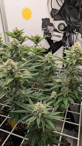 Growreport Bild 33