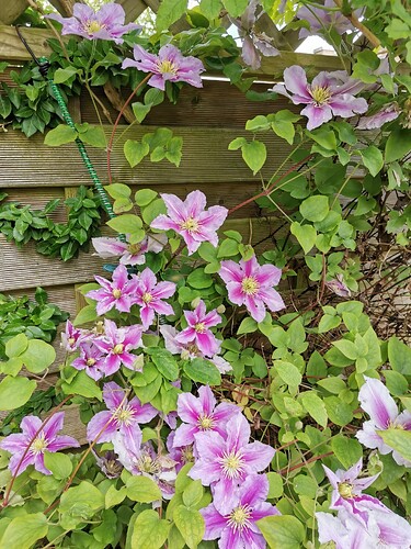 Garten (7)