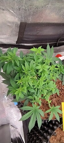 IMG_20251013_092728931_HDR