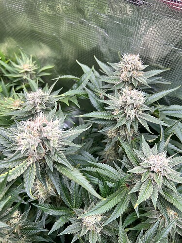 Nahaufnahme von mehreren blühenden Cannabispflanzen mit dichten, harzigen Blütenständen und ausgeprägten Trichomen.