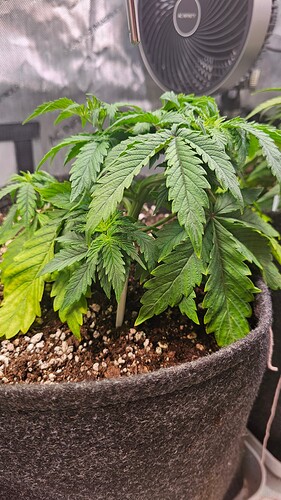 1000092337