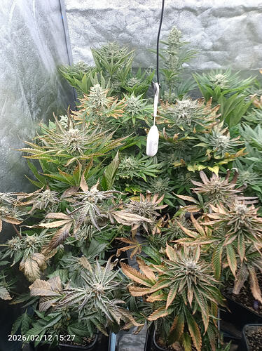 Growreport Bild 26