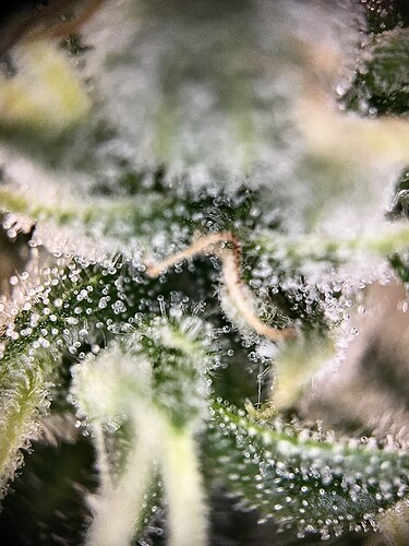 Growreport Bild 20