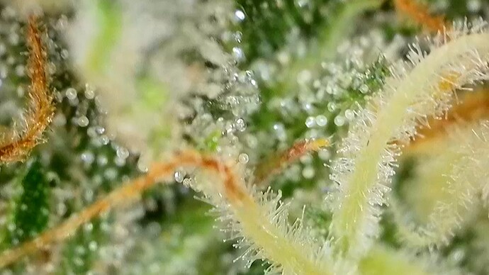 Growreport Bild 2