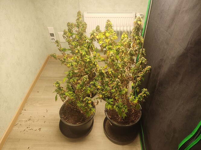 Growreport Bild 1