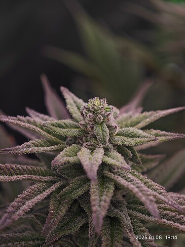 Growreport Bild 8