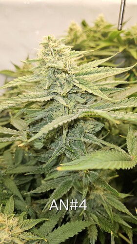 Growreport Bild 26